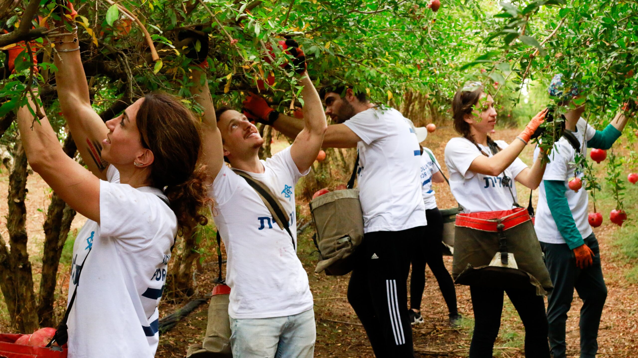 The Real Cultural Experiences of Volunteering in Israel